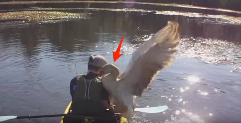 Goose Attacks Pro Kayak Angler