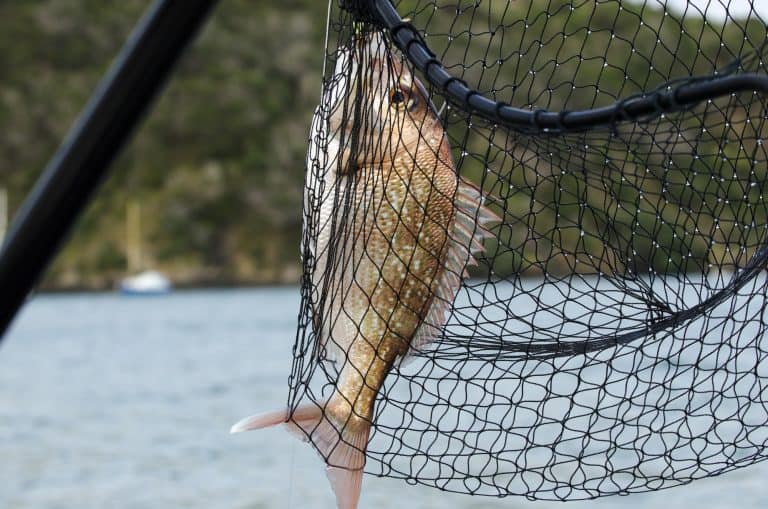 Best Kayak Fishing Nets: Buying Guide And Product Reviews