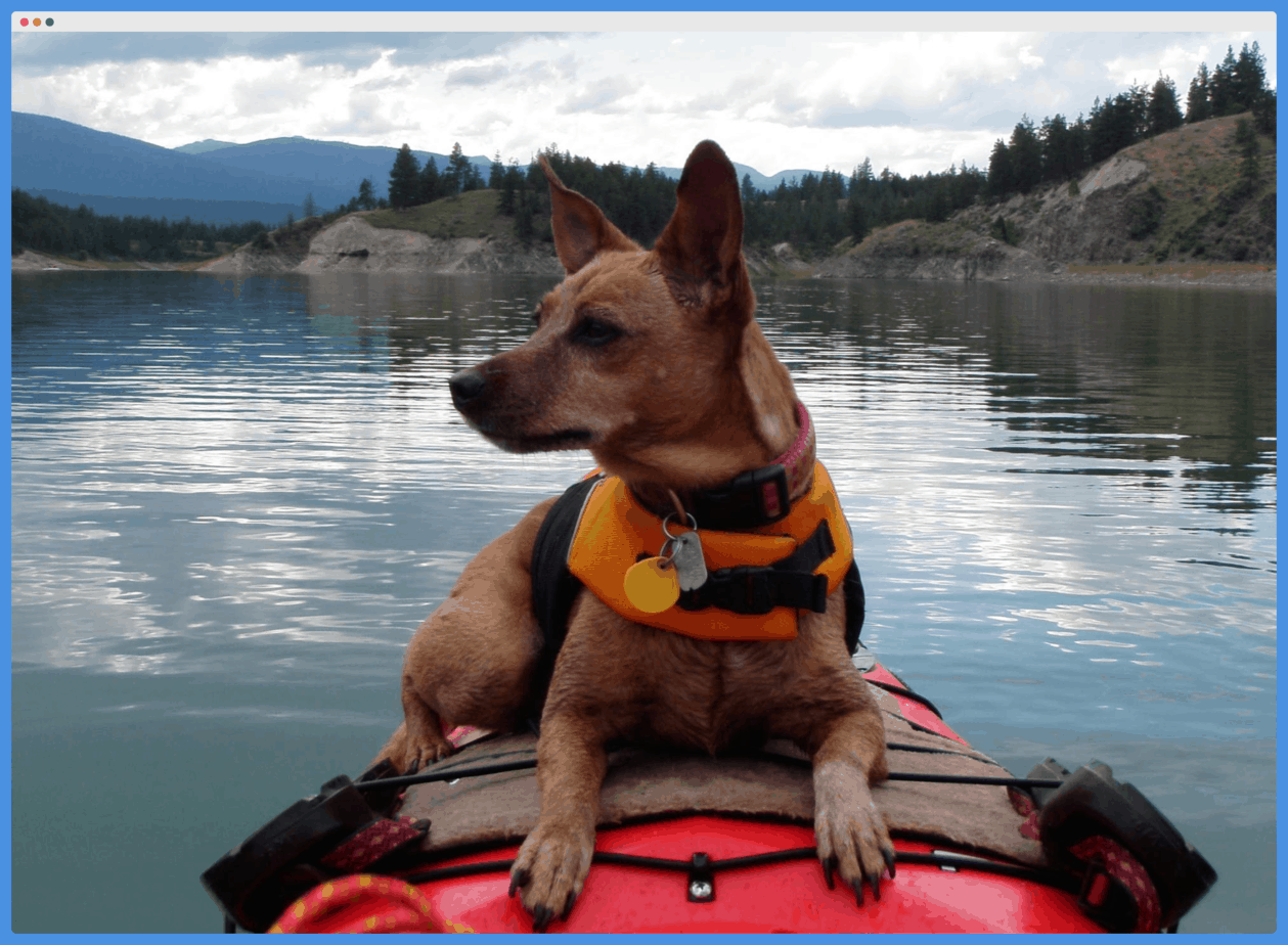 How To Kayak With Dog Kayak Help