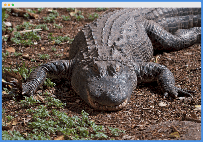 Do Alligators Attack Kayaks? Tips To Stay Safe Kayak Help