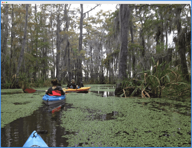 Do Alligators Attack Kayaks? Tips To Stay Safe Kayak Help