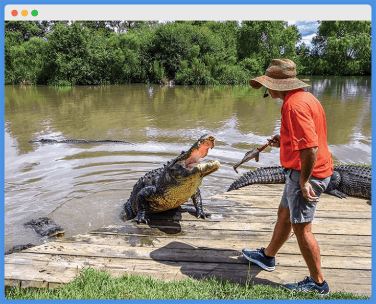 Do Alligators Attack Kayaks? Tips To Stay Safe Kayak Help