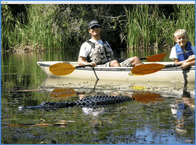 Do Alligators Attack Kayaks? Tips To Stay Safe Kayak Help