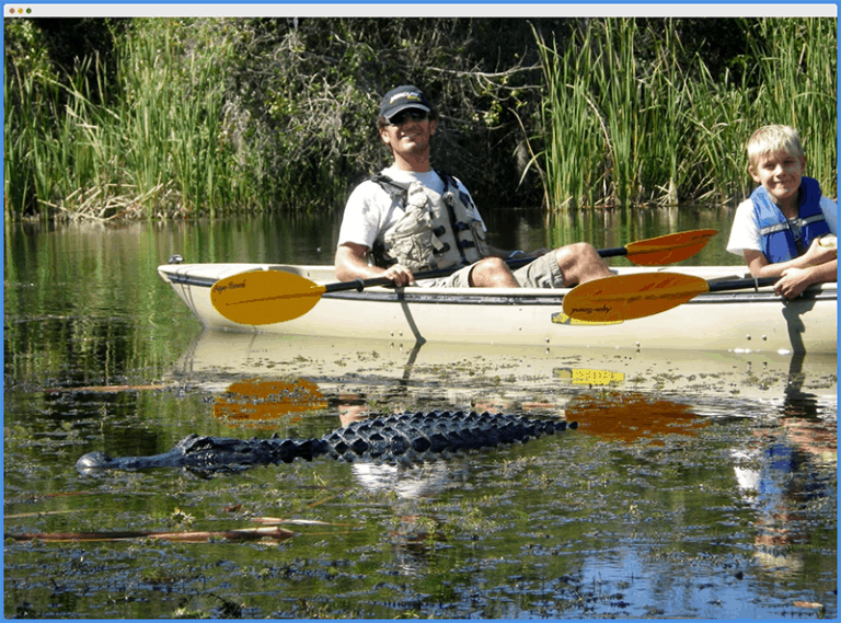 Do Alligators Attack Kayaks? Tips To Stay Safe Kayak Help