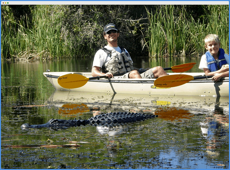 Is It Safe to Kayak With Alligators?