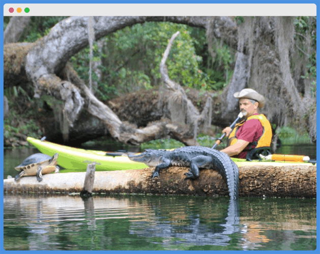 Do Alligators Attack Kayaks? Tips To Stay Safe Kayak Help