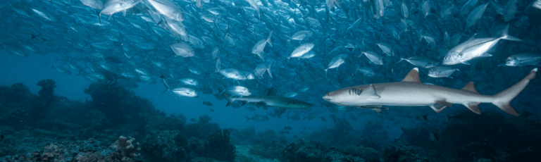Kayak Shark Attack Statistics & Famous Encounters