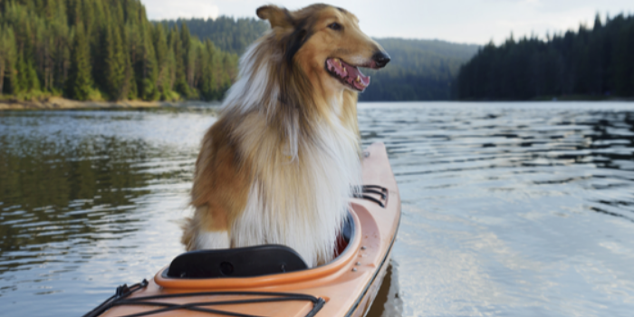 How To Modify A Kayak For A Dog?