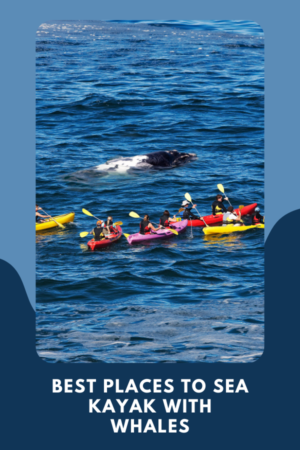 Best Places To Sea Kayak With Whales 