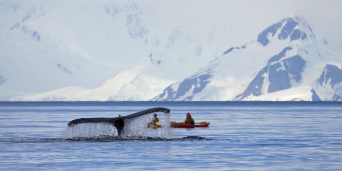 Best Places To Sea Kayak With Whales