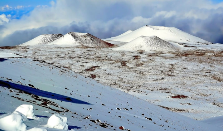 Snowy Hawaiian