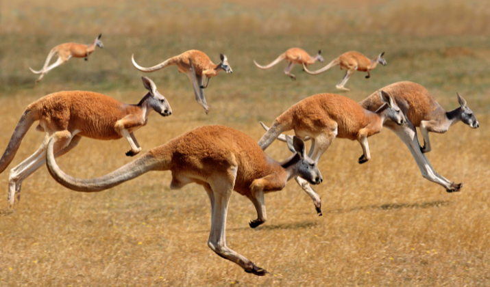5 Unforgettable Wildlife Experiences In And Around Adelaide