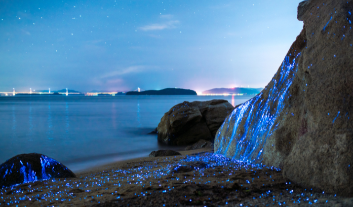 5 Breathtaking Bioluminescence Experiences In Cocoa Beach, Florida